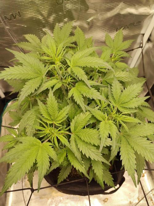 White Label White Diesel Hasze Automatic. Week 5