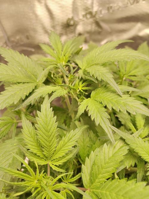 White Label White Diesel Hasze Automatic. Week 5
