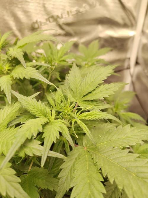 White Label White Diesel Hasze Automatic. Week 5