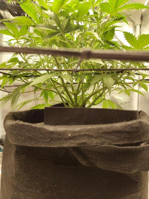 White Label White Diesel Hasze Automatic. Week 5