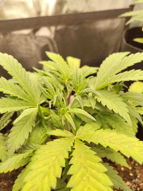 Fast Buds – LDS 25 Automatic. Week 5