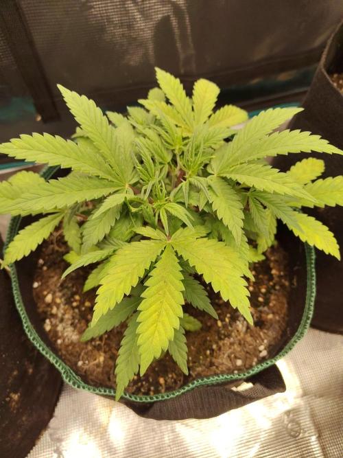 Fast Buds – LDS 25 Automatic. Week 5
