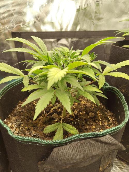 Fast Buds – LDS 25 Automatic. Week 5