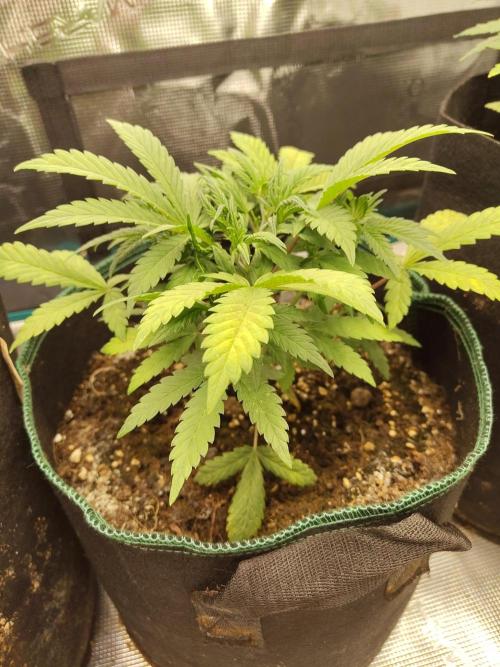 Fast Buds – LDS 25 Automatic. Week 5