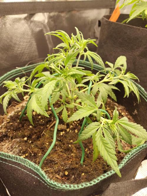 Fast Buds – LDS 25 Automatic. Week 5