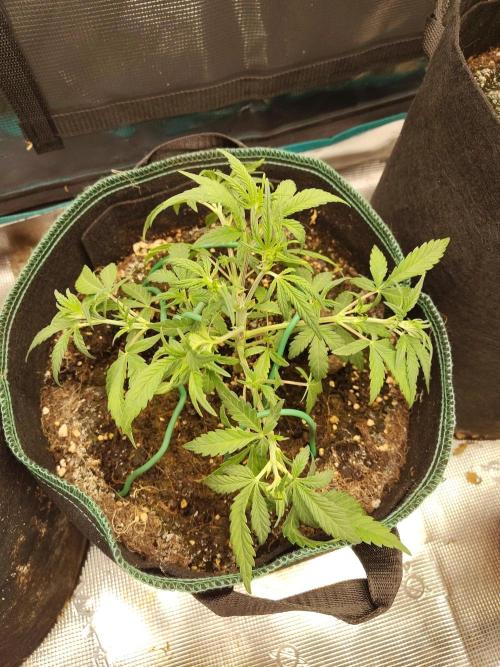 Fast Buds – LDS 25 Automatic. Week 5