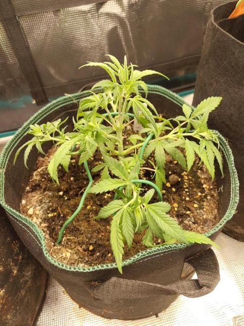 Fast Buds – LDS 25 Automatic. Week 5