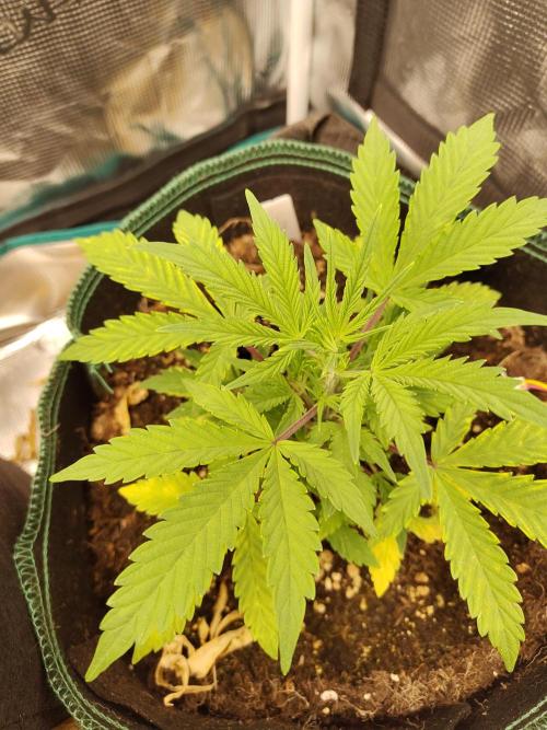 Sensi Seeds – Sticky Orange XXL Auto. Week 5