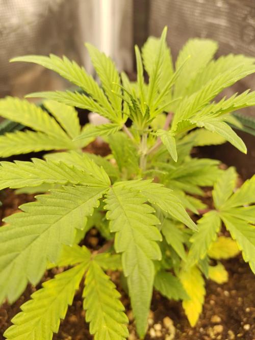 Sensi Seeds – Sticky Orange XXL Auto. Week 5