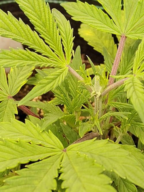 Sensi Seeds – Sticky Orange XXL Auto. Week 5