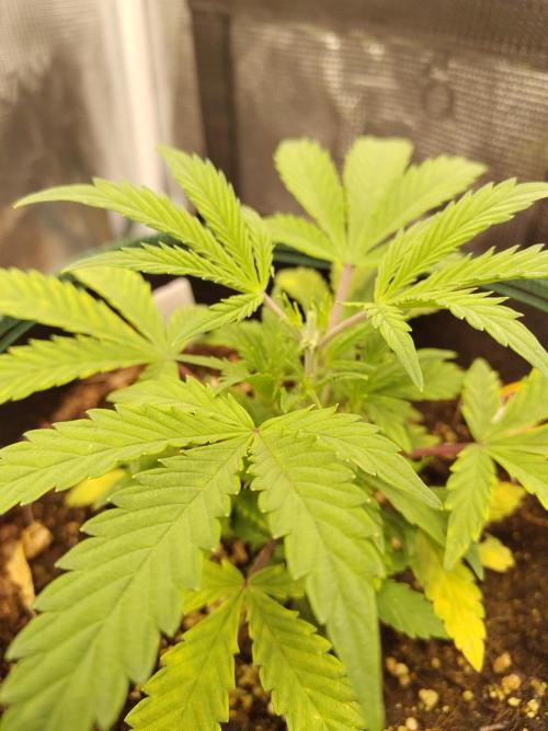 Sensi Seeds – Sticky Orange XXL Auto. Week 5