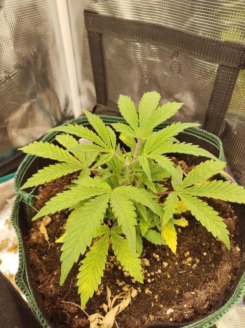 Sensi Seeds – Sticky Orange XXL Auto. Week 5