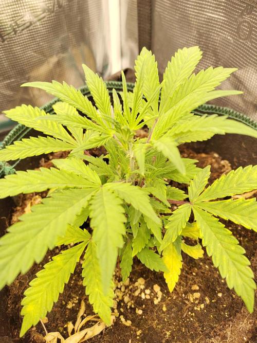 Sensi Seeds – Sticky Orange XXL Auto. Week 5