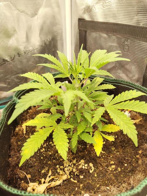 Sensi Seeds – Sticky Orange XXL Auto. Week 5
