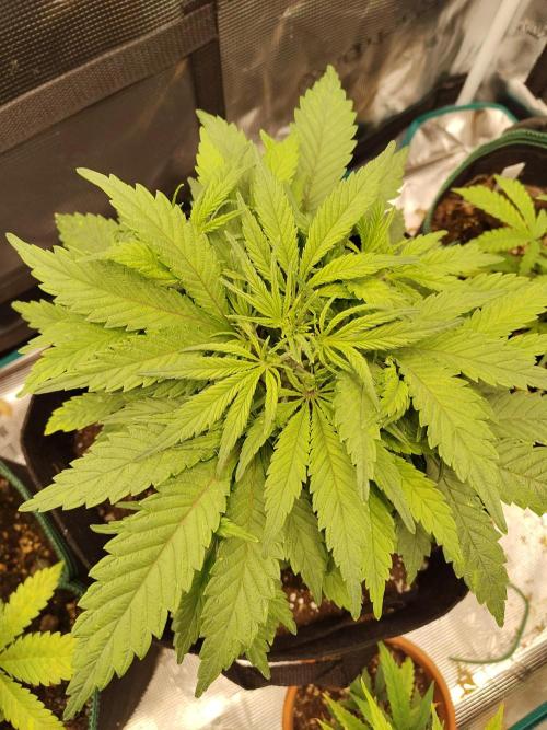 Fast Buds – Jack Herer. Week 4