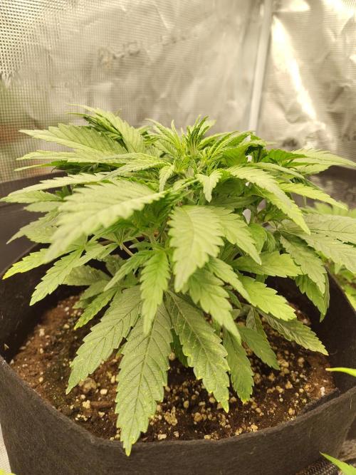Fast Buds – Jack Herer. Week 4