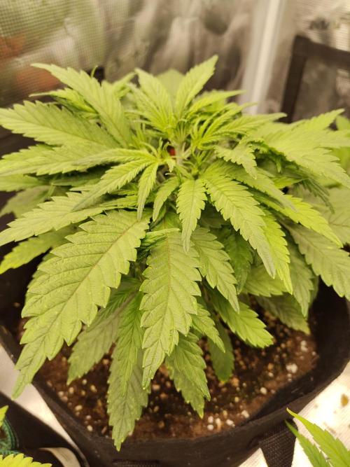 Fast Buds – Jack Herer. Week 4