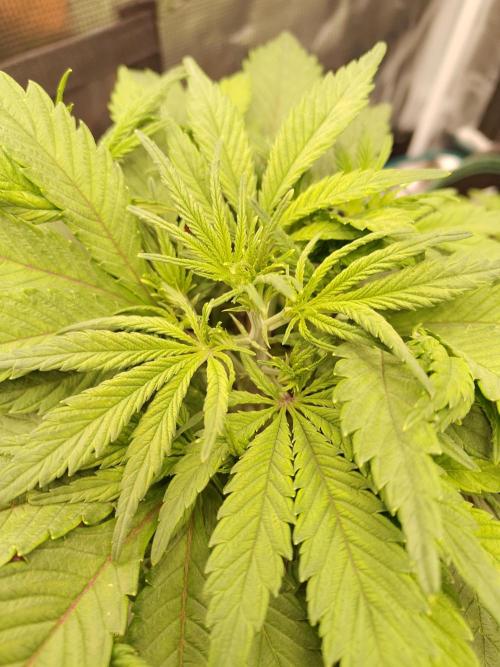 Fast Buds – Jack Herer. Week 4