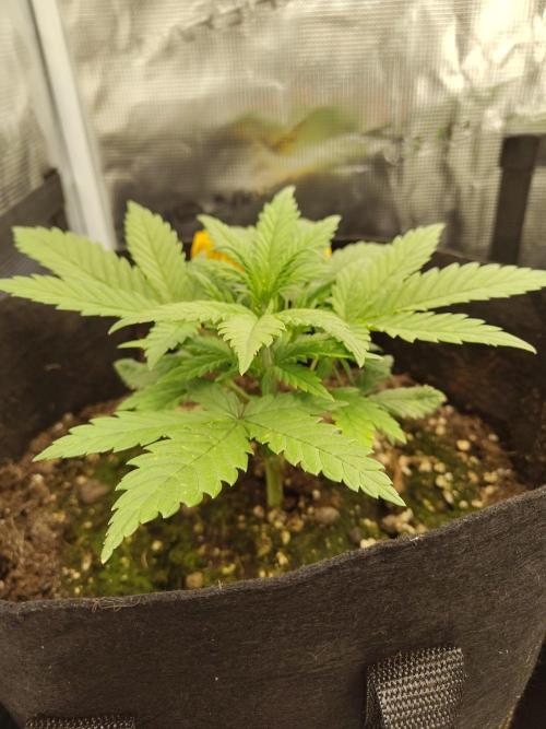 Fast Buds – Mexican Airlines. Week 4