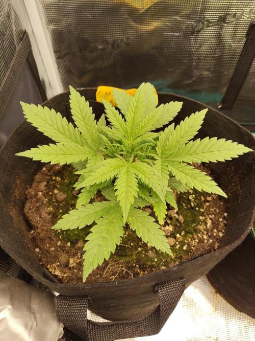 Fast Buds – Mexican Airlines. Week 4