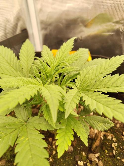 Fast Buds – Mexican Airlines. Week 4