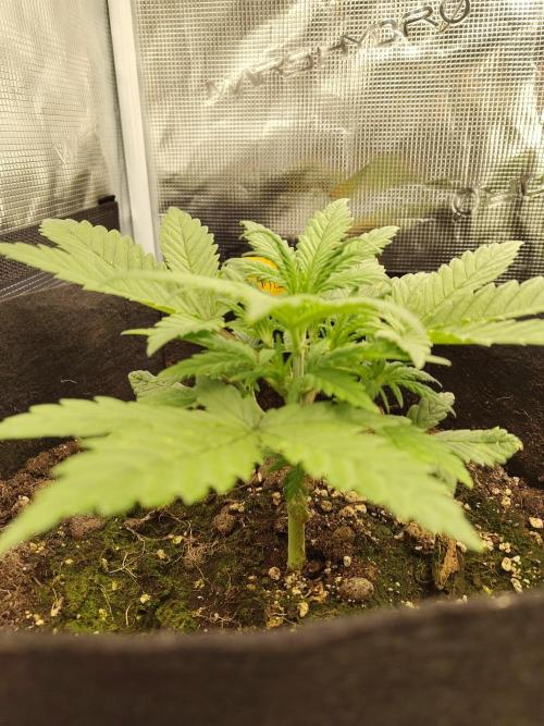 Fast Buds – Mexican Airlines. Week 4