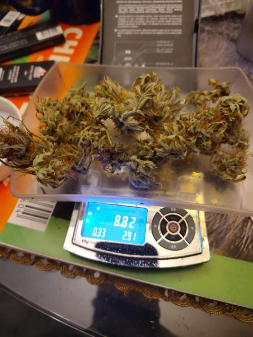 White Label – White Widow Cutling #2. Week 8