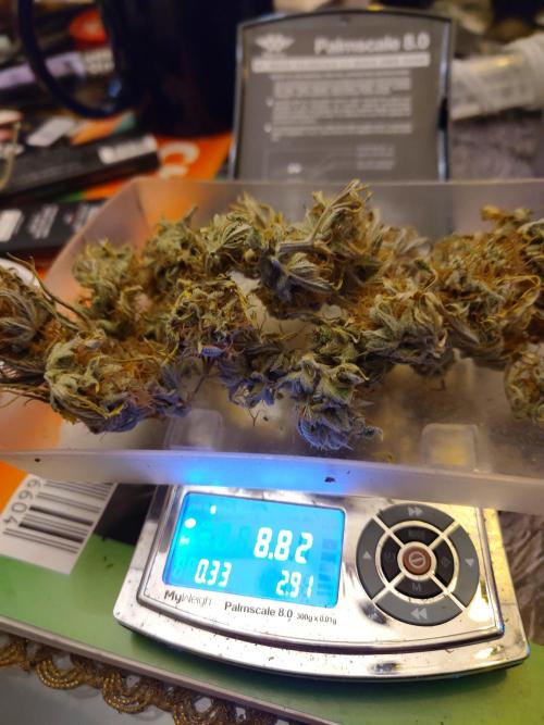 White Label – White Widow Cutling #2. Week 8