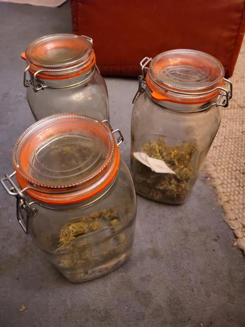 White Label – White Widow Cutling #2. Week 8