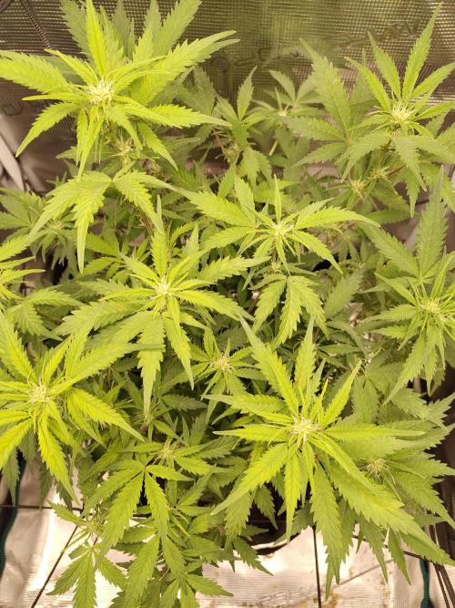White Label White Diesel Hasze Automatic. Week 7