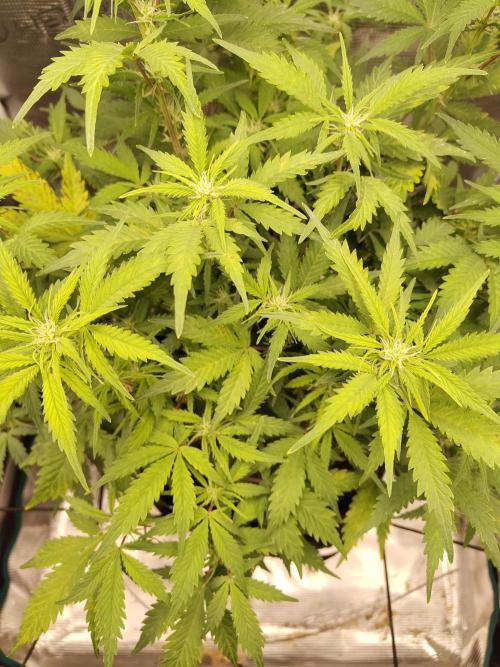 White Label White Diesel Hasze Automatic. Week 7