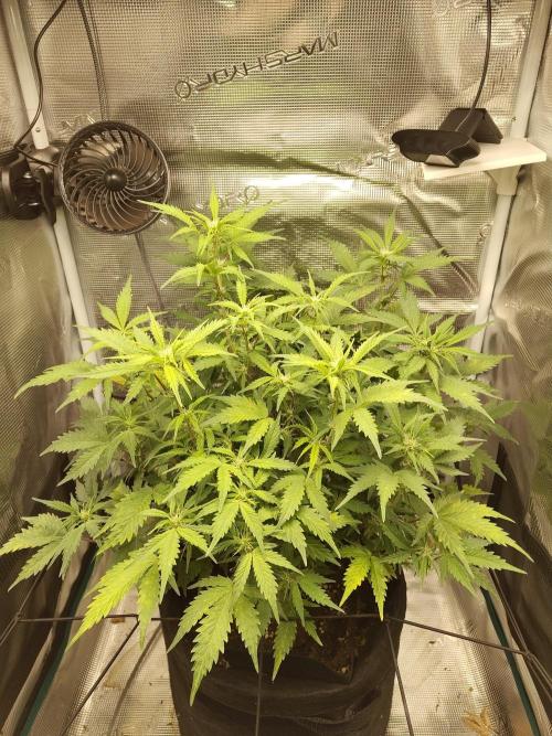 White Label White Diesel Hasze Automatic. Week 7