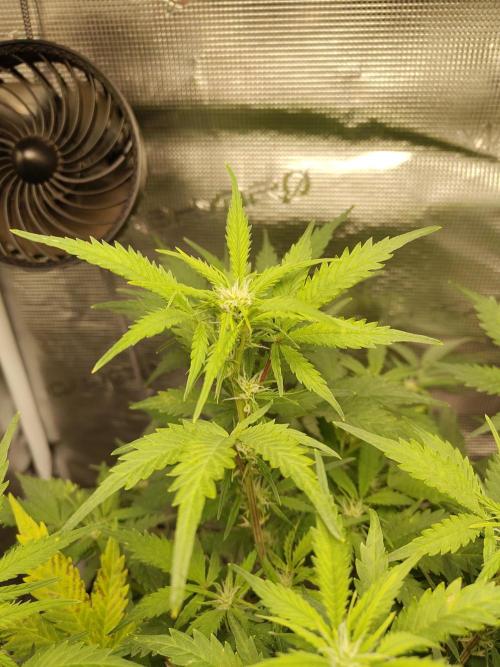 White Label White Diesel Hasze Automatic. Week 7