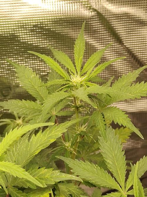 White Label White Diesel Hasze Automatic. Week 7