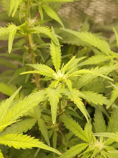 White Label White Diesel Hasze Automatic. Week 7