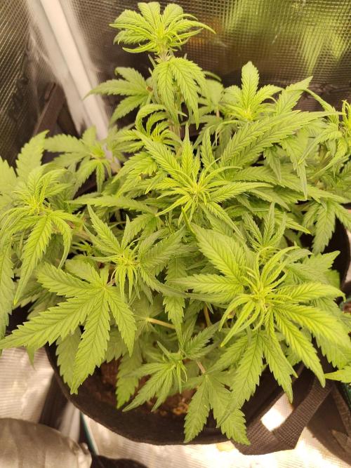 Fast Buds – Mexican Airlines. Week 6