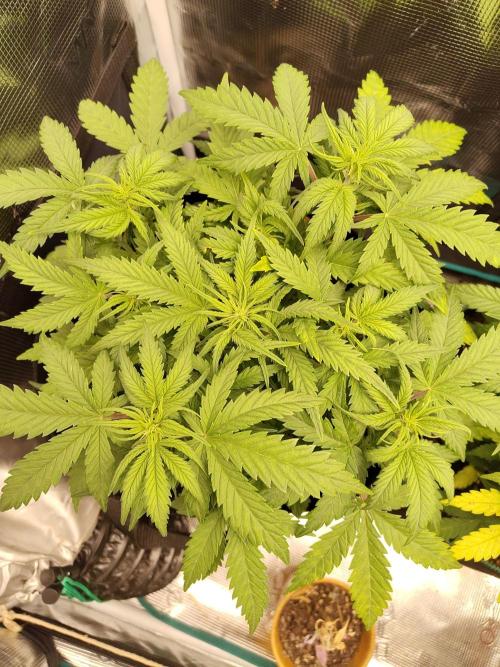 Fast Buds – Mexican Airlines. Week 6