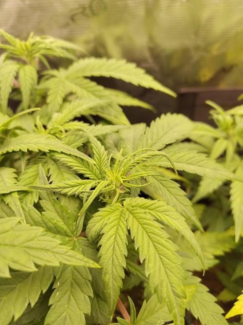 Fast Buds – Mexican Airlines. Week 6