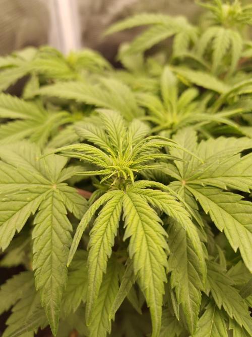 Fast Buds – Mexican Airlines. Week 6