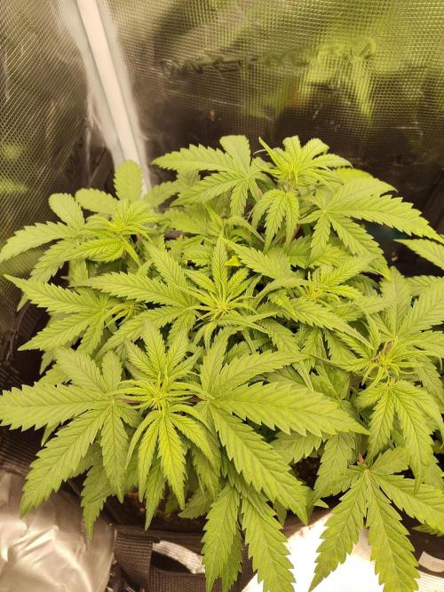 Fast Buds – Mexican Airlines. Week 6