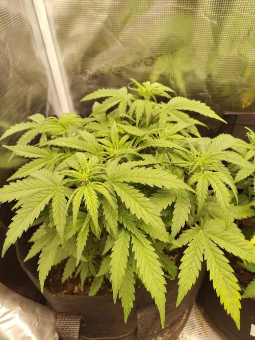 Fast Buds – Mexican Airlines. Week 6