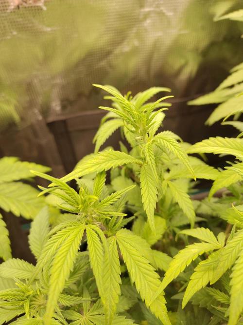 Fast Buds – LDS 25 Automatic. Week 7