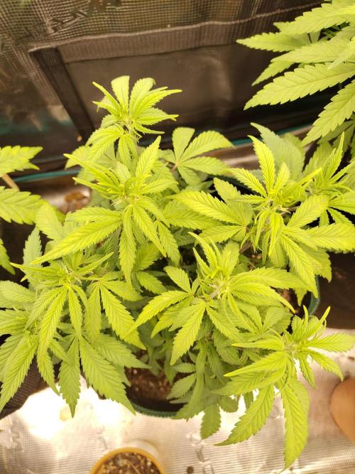 Fast Buds – LDS 25 Automatic. Week 7