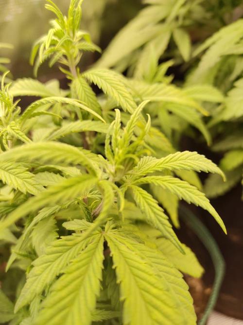 Fast Buds – LDS 25 Automatic. Week 7