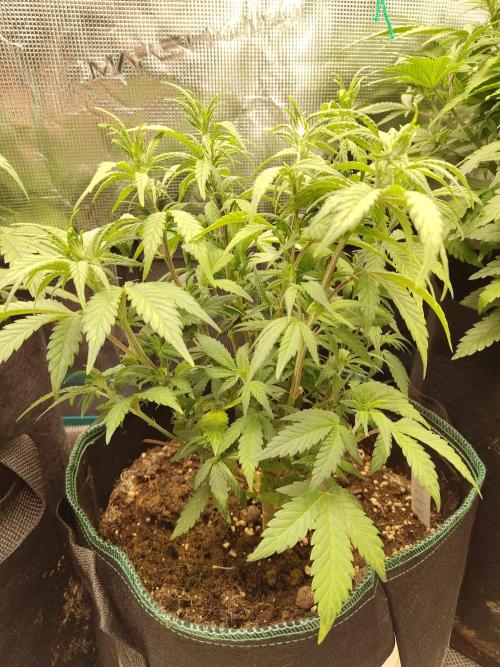 Fast Buds – LDS 25 Automatic. Week 7