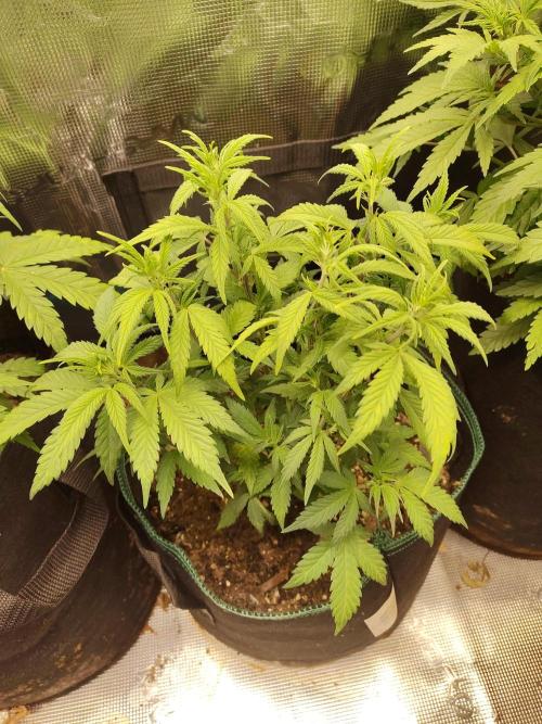 Fast Buds – LDS 25 Automatic. Week 7