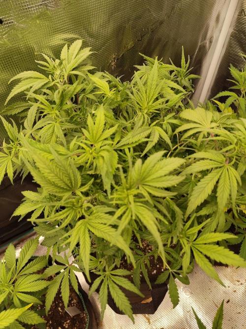 Fast Buds – Jack Herer. Week 6