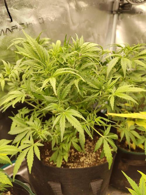 Fast Buds – Jack Herer. Week 6