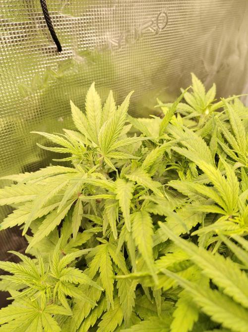 Fast Buds – Jack Herer. Week 6