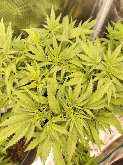 Fast Buds – Jack Herer. Week 6